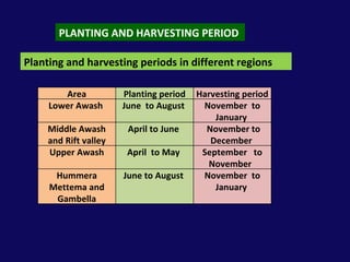PLANTING AND HARVESTING PERIOD Planting and harvesting periods in different regions Area Planting period Harvesting period Lower Awash  June  to August  November  to January  Middle Awash and Rift valley April to June  November to December  Upper Awash April  to May  September  to November  Hummera Mettema and Gambella June to August  November  to January  