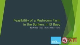 Feasibility of a Mushroom Farm
in the Bunkers in El Buey
Sarah Muse, Serena Soltero, Matthew Suarez
 