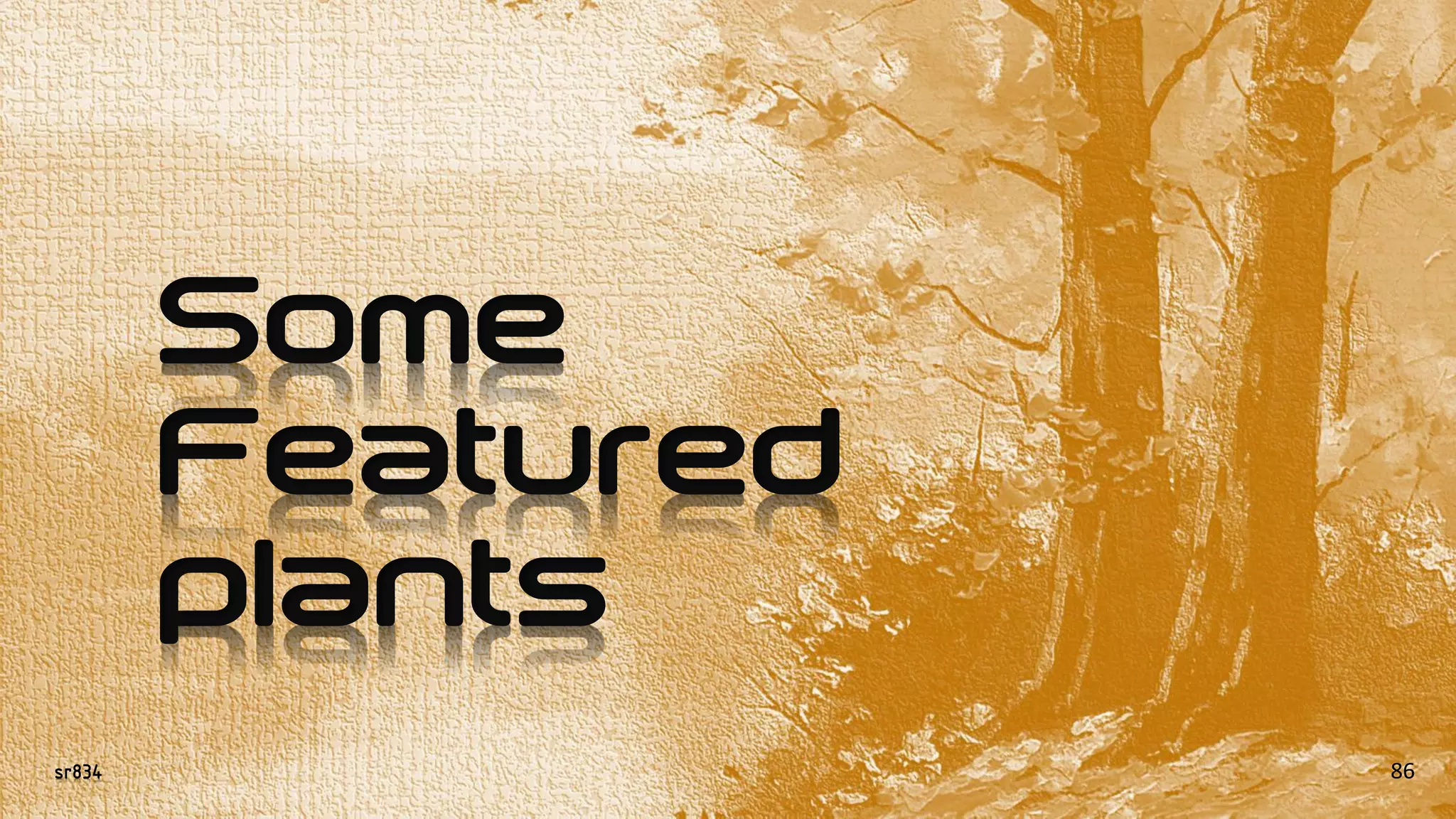 sr834
Some
Featured
plants
86
 