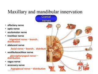 Maxillary and mandibular innervation
11/1/2022 11
• olfactory nerve
• optic nerve
• oculomotor nerve
• trochlear nerve
• V.trigeminal nerve－branch、
distribution
• abducent nerve
• VII.facial nerve－branch、distribution
• vestibulocochlear nerve
• IX.glossopharyngeal nerve－
distribution
• vagus nerve
• accessory nerve
• XII.hypoglossal nerve－distribution
Cranial
nerves
 