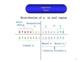 8 7 6 5 4 3 2 1 1 2 3 4 5 6 7 8
8 7 6 5 4 3 2 1 1 2 3 4 5 6 7 8
trigeminal
nerve
P
m
A
Lingual n.
Buccal n./
Mental n.
/Inferior alveolar n.
Nasopalatine
n.
anter.
pala.n.
Distribution of n. in oral region
13
 