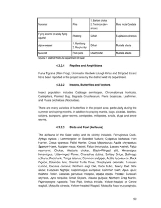 50
Maramot Phia
1. Barfani choha
2. Tershoon (ter–
shoon)
Mara mota Candata
Flying squirrel or wooly flying
squirrel
Rhatong Gilhari Eupetaurus cinercus
Alpine weasel
1. Manthong
2. Marpho Api
Gilhari Mustela altacia
Musk rat Pock pock Chachondar Mustela altacra
Source = District Wild Life Department of Swat
4.3.2.1 Reptiles and Amphibians
Rana Tigrana (Rain Frog), Uromastix Hardwiki (Jungli Kirla) and Stripped Lizard
have been reported in the project area by the district wild life department.
4.3.2.2 Insects, Butterflies and Vectors
Insect population includes Cabbage semilooper, Chromatomyia horticola,
Caterpillars, Painted Bug, Bagrada Cruciferarum, Pieris brassicae, Leafminer,
and Plusia orichalcea (Noctuidae).
There are many varieties of butterflies in the project area; particularly during the
summer and spring months, in addition to praying mantis, bugs, cicadas, beetles,
spiders, scorpions, glow–worms, centipedes, millipedes, snails, slugs and arrow
worms.
4.3.2.3 Birds and Fowl (Avifauna)
The avifauna of the Swat valley and its vicinity included, Ferruginous Duck,
Aythya nyroca ; Lemmergeier or Bearded Vulture; Gyapeius barbatus; Hen
Harrier, Circus cyaneus; Pallid Harrier, Circus Maccrourus; Aquila chrysaetus;
Sparrow Hawk, Accipter nisus; Kestrel, Falco tinnunculus, Lesses Kestrel; Falco
naumanni; Chukar, Alectoris chukar; Black–Winged stilt, Himantopus
himantopus; Little–ringed Plover, Charadrius dubius; Solitary Snipe, Gallinago
solitaria; Redshank, Tringa tetanus; Common sndpiper, Actitis hypoleucos; Rock
Pigeon, Columbia livia; Oriental Turtle Dove, Streptopelia orientalis; Eurasian
cuckoo, Cuculus canorus; Northern eagl Owl, Bubo bubo; Tawny Owl, Strix
aluco; European Nightjar, Capromulgus europeus; Common Swift, Apus upus;
Kashmir Roller, Caracias garrulous; Hoopoe, Upapa epops, Picidae; Eurasian
wryneck, Jynx torquilla; Small Skylark, Alauda gulgula; Northern Crag Martin,
Ptyonoprogne rupestris; Tree Pipit, Anthus trivialis; Yellow–headed or Citrine
wagtail, Motacilla citreola; Yellow–headed Wagtail, Motacilla flava leucocephala;
 