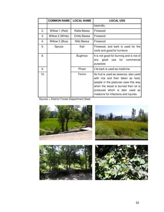 52
COMMON NAME LOCAL NAME LOCAL USE
basically.
2. Willow 1 (Red) Ratta Beesa Firewood
3. Willow 2 (White) Chitto Beesa Firewood
4. Willow 3 (Blue) Nillo Beesa Firewood
5. Spruce Kail Firewood, and bark is used for the
roofs and good for furniture
8. Bughnoo It is not good for burning and is not of
any good use for commercial
purposes
9. Phoot I its bark is used as medicine
10. Timirin Its fruit is used as essence, also used
with rice and then taken as food,
people in the pastures uses this way
when the wood is burned then oil is
produced which is later used as
medicine for infections and injuries
Source = District Forest Department Swat
 