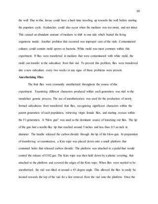 10
the wall. Due to this, larvae could have a hard time traveling up towards the wall before starting
the pupation cycle. Avalanches could also occur when the medium was too moist, and not intact.
This caused an abundant amount of medium to shift to one side which buried the living
organisms inside. Another problem that occurred was improper care of the vials. Contaminated
cultures could contain mold spores or bacteria. White mold was most common within this
experiment. If flies were transferred in medium that were contaminated with white mold, the
mold can transfer to the subculture from that vial. To prevent this problem, flies were transferred
into a new subculture every two weeks or any signs of these problems were present.
Anesthetizing Flies
The fruit flies were constantly anesthetized throughout the course of this
experiment. Examining different characters produced within each generation was vital to the
mendelian genetic process. The use of anesthetization was used for the production of newly
formed subcultures from transferred fruit flies, recognizing significant characters within the
parent generation of each population, retrieving virgin female flies, and starting crosses within
the F1 generation. A “blow gun” was used as the dominant source of knocking out flies. The tip
of the gun had a needle-like tip that reached around 5 inches and less than 0.5 an inch in
diameter. The handle released the carbon dioxide through the tip of the blow-gun. In preparation
of transferring or examination, a Kim wipe was placed down onto a small platform that
contained holes that released carbon dioxide. The platform was attached to a pedal that would
control the release of CO2 gas. The Kim wipe was then held down by a plastic covering, that
attached to the platform and covered the edges of the Kim wipe. When flies were needed to be
anesthetized, the vial was tilted at around a 45-degree angle. This allowed the flies to easily be
located towards the top of the vial for a fast removal from the vial onto the platform. Once the
 