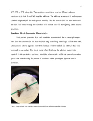12
WT, 27D, or 27 E with a date. These notations meant these were two different unknown
mutations of the fruit fly and WT stood for wild type. The wild type versions of D. melanogaster
consisted of phenotypes that were present naturally. The flies were in each vial were transferred
into new vials where the very first subculture was created. This was the beginning of the parental
generation.
Examining Flies & Recognizing Characteristics
Each parental generation from each population was examined for its current phenotypes.
Flies were first anesthetized and then observed using a dissecting microscope located at the BLC.
Characteristics of wild type flies were first examined. Next the mutant and wild type flies were
compared to one another. This step is crucial when identifying the unknown mutant traits
received for this particular experiment. Identifying characteristics within the parental generation
given is the start of tracing the patterns of inheritance of the phenotypes apparent in each
population.
Figure 6: Female andMale WildType flies. Females were noticeably larger, andmales containedsex trichomes.
 