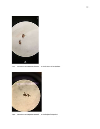 13
Figure 7: Female andmale fromparental generation 27D displayingmutant vestigial wings
Figure 8: Female andmale fromparental generation 27E displayingmutant sepia eyes
 