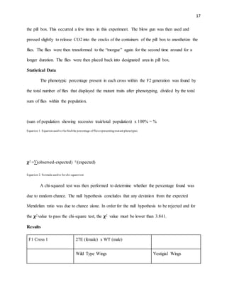 17
the pill box. This occurred a few times in this experiment. The blow gun was then used and
pressed slightly to release CO2 into the cracks of the containers of the pill box to anesthetize the
flies. The flies were then transformed to the “morgue” again for the second time around for a
longer duration. The flies were then placed back into designated area in pill box.
Statistical Data
The phenotypic percentage present in each cross within the F2 generation was found by
the total number of flies that displayed the mutant traits after phenotyping, divided by the total
sum of flies within the population.
(sum of population showing recessive trait/total population) x 100% = %
Equation 1. Equationusedto thefindthe percentage offlies representingmutant phenotypes
𝛘2 =∑(observed-expected) ²/(expected)
Equation 2. Formula usedto forchi-squaretest
A chi-squared test was then performed to determine whether the percentage found was
due to random chance. The null hypothesis concludes that any deviation from the expected
Mendelian ratio was due to chance alone. In order for the null hypothesis to be rejected and for
the 𝛘2 value to pass the chi-square test, the 𝛘2 value must be lower than 3.841.
Results
F1 Cross 1 27E (female) x WT (male)
Wild Type Wings Vestigial Wings
 