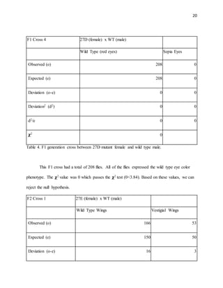 20
F1 Cross 4 27D (female) x WT (male)
Wild Type (red eyes) Sepia Eyes
Observed (o) 208 0
Expected (e) 208 0
Deviation (o-e) 0 0
Deviation2 (d2) 0 0
d2/e 0 0
𝛘2
0
Table 4. F1 generation cross between 27D mutant female and wild type male.
This F1 cross had a total of 208 flies. All of the flies expressed the wild type eye color
phenotype. The 𝛘2 value was 0 which passes the 𝛘2 test (0<3.84). Based on these values, we can
reject the null hypothesis.
F2 Cross 1 27E (female) x WT (male)
Wild Type Wings Vestigial Wings
Observed (o) 166 53
Expected (e) 150 50
Deviation (o-e) 16 3
 