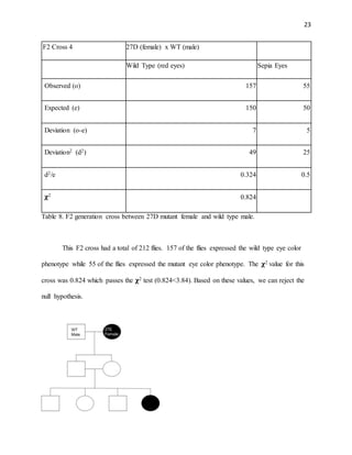 23
F2 Cross 4 27D (female) x WT (male)
Wild Type (red eyes) Sepia Eyes
Observed (o) 157 55
Expected (e) 150 50
Deviation (o-e) 7 5
Deviation2 (d2) 49 25
d2/e 0.324 0.5
𝛘2
0.824
Table 8. F2 generation cross between 27D mutant female and wild type male.
This F2 cross had a total of 212 flies. 157 of the flies expressed the wild type eye color
phenotype while 55 of the flies expressed the mutant eye color phenotype. The 𝛘2 value for this
cross was 0.824 which passes the 𝛘2 test (0.824<3.84). Based on these values, we can reject the
null hypothesis.
 