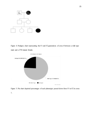 25
Figure 4. Pedigree chart representing the F1 and F2 generations of cross 4 between a wild type
male and a 27D mutant female.
Figure 5. Pie chart depicted percentages of each phenotype passed down from F1 to F2 in cross
1.
 