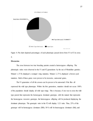 27
Figure 8. Pie chart depicted percentages of each phenotype passed down from F1 to F2 in cross
4.
Discussion
The cross between two true breeding parents created a heterozygous offspring. The
phenotypic ratios were observed in the F1 and F2 generations by the use of Mendelian genetics.
Mutant 1, 27 D, displayed a vestigial wing mutation. Mutant 2, 27 E, displayed a brown eyed
mutation. Both of these genes were proven to be recessive, autosomal genes.
The F1 generation of all the crosses can be proven to be autosomal if the flies all
expressed the wild type phenotype. Within the first generation, mutation should not occur. 100%
of the population should display all wild type wings. This is because, if one was to cross the wild
type parent that represents the homozygous dominant genotype, with the mutant that represents
the homozygous recessive genotype, the heterozygous offspring will be produced displaying the
dominant phenotype. The genotypic ratio in the F2 will display 1:2:1 ratio. Thus, 25% of the
genotype will be homozygous dominant (DD), 50 % will be heterozygous dominant (Dd), and
 