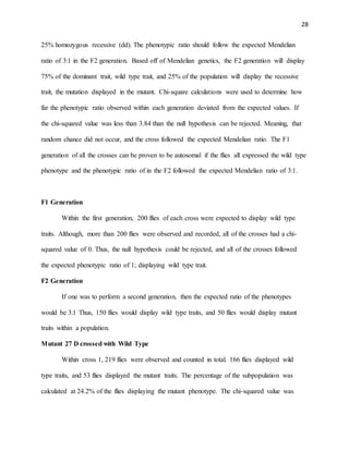 28
25% homozygous recessive (dd). The phenotypic ratio should follow the expected Mendelian
ratio of 3:1 in the F2 generation. Based off of Mendelian genetics, the F2 generation will display
75% of the dominant trait, wild type trait, and 25% of the population will display the recessive
trait, the mutation displayed in the mutant. Chi-square calculations were used to determine how
far the phenotypic ratio observed within each generation deviated from the expected values. If
the chi-squared value was less than 3.84 than the null hypothesis can be rejected. Meaning, that
random chance did not occur, and the cross followed the expected Mendelian ratio. The F1
generation of all the crosses can be proven to be autosomal if the flies all expressed the wild type
phenotype and the phenotypic ratio of in the F2 followed the expected Mendelian ratio of 3:1.
F1 Generation
Within the first generation, 200 flies of each cross were expected to display wild type
traits. Although, more than 200 flies were observed and recorded, all of the crosses had a chi-
squared value of 0. Thus, the null hypothesis could be rejected, and all of the crosses followed
the expected phenotypic ratio of 1; displaying wild type trait.
F2 Generation
If one was to perform a second generation, then the expected ratio of the phenotypes
would be 3:1 Thus, 150 flies would display wild type traits, and 50 flies would display mutant
traits within a population.
Mutant 27 D crossed with Wild Type
Within cross 1, 219 flies were observed and counted in total. 166 flies displayed wild
type traits, and 53 flies displayed the mutant traits. The percentage of the subpopulation was
calculated at 24.2% of the flies displaying the mutant phenotype. The chi-squared value was
 