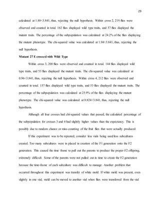 29
calculated at 1.88<3.841, thus, rejecting the null hypothesis. Within cross 2, 219 flies were
observed and counted in total. 162 flies displayed wild type traits, and 57 flies displayed the
mutant traits. The percentage of the subpopulation was calculated at 24.2% of the flies displaying
the mutant phenotype. The chi-squared value was calculated at 1.94<3.841, thus, rejecting the
null hypothesis.
Mutant 27 E crossed with Wild Type
Within cross 3, 200 flies were observed and counted in total. 144 flies displayed wild
type traits, and 53 flies displayed the mutant traits. The chi-squared value was calculated at
0.96<3.841, thus, rejecting the null hypothesis. Within cross 4, 212 flies were observed and
counted in total. 157 flies displayed wild type traits, and 53 flies displayed the mutant traits. The
percentage of the subpopulation was calculated at 25.9% of the flies displaying the mutant
phenotype. The chi-squared value was calculated at 0.824<3.841, thus, rejecting the null
hypothesis.
Although all four crosses had chi-squared values that passed, the calculated percentage of
the subpopulation for crosses 3 and 4 had slightly higher values than the expectancy. This is
possibly due to random chance or miss-counting of the fruit flies that were actually produced.
If this experiment was to be repeated, consider less vials being used/less subcultures
created. Too many subcultures were in placed in creation of the F1 generation onto the F2
generation. This caused the time frame to pull out the parents to produce the proper F2 offspring,
extremely difficult. Some of the parents were not pulled out in time to create the F2 generation
because the time-frame of each subculture was difficult to manage. Another problem that
occurred throughout this experiment was transfer of white mold. If white mold was present, even
slightly in one vial, mold can be moved to another vial when flies were transferred from the vial
 