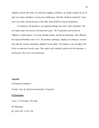30
originally present with mold. To avoid these regulatory problems, one should consider the use of
only two to three subcultures of each cross. Furthermore, fruit flies should be transferred at least
every two weeks, and the presence of the white mold should be removed immediately.
In conclusion, the hypothesis was supported through the course of this experiment. The
two mutant types were proven to be autosomal genes. The F1 generation proved that the
offspring is a heterozygous of two true breeding parents, and that the phenotypic ratios followed
the expected Mendelian ratios of 3:1; the dominant phenotype, displayed by wild-type, occurred
more than the recessive phenotype, displayed by the mutant. The mutation is not sex-linked and
in fact an autosomal recessive gene. Thus, genes were commonly passed on in the autosomes, a
chromosome that is not a sex chromosome.
Appendix
Chi Squared Calculations
Formula Used: 𝛘2 =∑(observed-expected) ^2/expected
F2 Generation
Cross 1: 27 D Female x WT male
WT Phenotype
𝛘2= (166-150) ^2/150=1.88
 