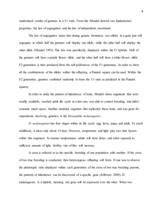 4
randomized combo of gametes in a 3:1 ratio. From this Mendel derived two fundamental
properties, the law of segregation and the law of independent assortment.
The law of segregation states that during gamete formation, two alleles in a gene pair will
segregate, in which half the gametes will display one allele, while the other half will display the
other allele (Mendel 1993). This law was specifically displayed within the F1 hybrids. Half of
the gametes will have a purple flower allele, and the other half will have a white-flower allele.
F2 generation is then produced from the self-pollination of the F1 generation. In order to show
all the combinations of the alleles within the offspring, a Punnett square can be used. Within the
F2 generation, gametes combined randomly to form the 3:1 ratio as predicted in the Punnett
squares.
In order to study the pattern of inheritance of traits, Mendel chose organisms that were
readily available, reached adult life cycle at a fast rate, was able to control breeding, and didn’t
consume much space. Another modeled organism that replicated these traits, and was great for
experiments involving genetics, is the Drosophila melanogaster.
D. melanogaster has four stages within its life cycle: egg, larva, pupa, and adult. To reach
adulthood, it takes only about 14 days. However, temperature and light play two vital factors
within this organism. In warmer temperatures adults will form faster, and when exposed to
sufficient amount of light, fertility rate of flies will increase.
A cross is referred to as the specific breeding of one population with another. If the cross
of two true breeding is conducted, then heterozygous offspring will form. If one was to observe
the phenotypic ratio displayed within each generation of the cross of two true breeding parents,
the patterns of inheritance can be discovered of a specific gene (Jefferson 2009). D.
melanogaster, is a diploid, meaning one gene will be expressed over the other. When two
 