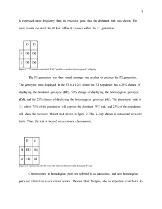 6
is expressed more frequently than the recessive gene, thus the dominant trait was shown. The
same results occurred for all four different crosses within the F1 generation.
D D
d Dd Dd
d Dd Dd
Figure 1: 27D mutant crossedwith WildType Flies toproduce heterozygous F1 offspring
The F1 generation was then mated amongst one another to produce the F2 generation.
The genotypic ratio displayed in the F2 is a 1:2:1 where the F2 population has a 25% chance of
displaying the dominant genotype (DD), 50% change of displaying the heterozygous genotype
(Dd), and the 25% chance of displaying the heterozygous genotype (dd). The phenotypic ratio is
3:1 where 75% of the population will express the dominant WT trait, and 25% of the population
will show the recessive Mutant trait shown in figure 2. This is only shown in autosomal recessive
traits. Thus, the trait is located on a non-sex chromosome.
D d
D DD Dd
d Dd dd
Figure 2: F2 generationof 27D cross with wildtype flies toexhibit dominant Wt trait
Chromosomes in homologous pairs are referred to as autosomes, and non-homologous
pairs are referred to as sex chromosomes. Thomas Hunt Morgan, also an important contributor to
 