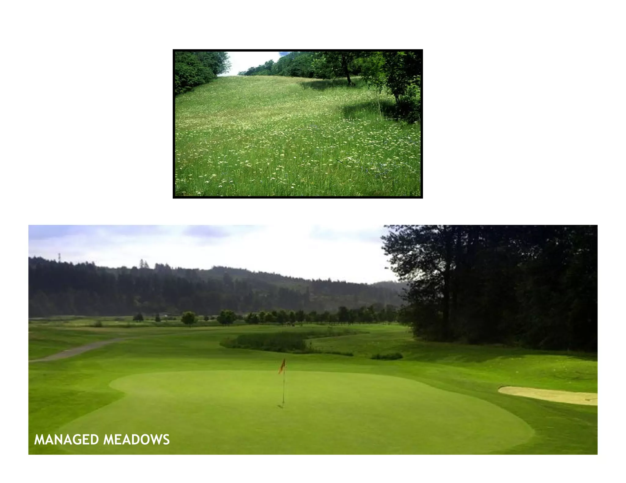 MANAGED MEADOWS INITIAL OBSERVATIONS
MANAGED MEADOWS
 