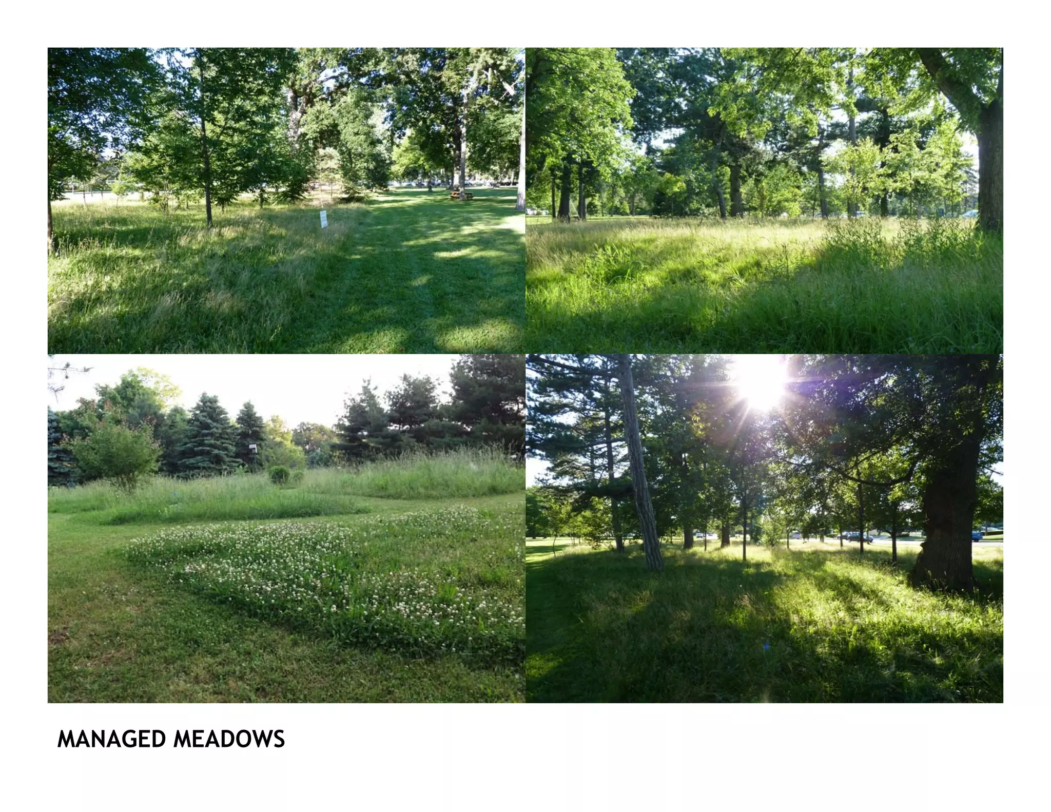 MANAGED MEADOWS
 