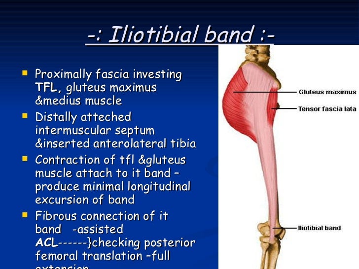 Knee complex