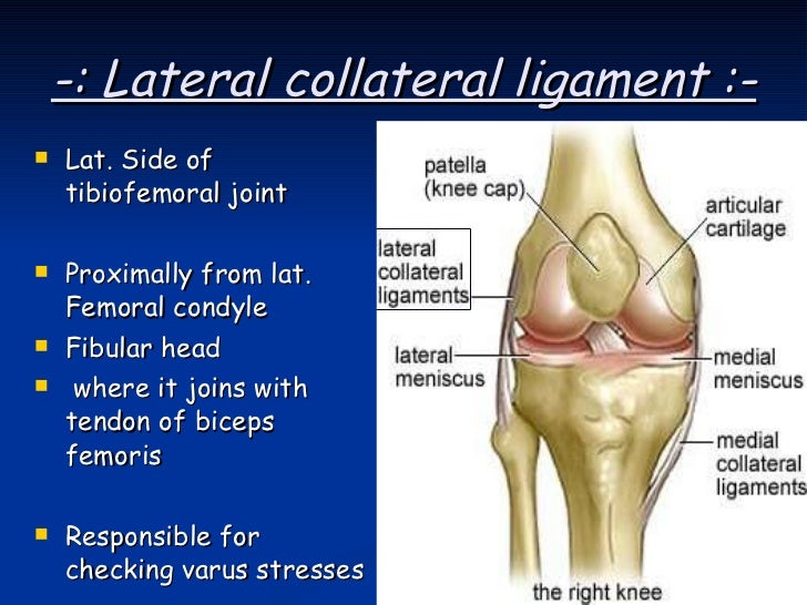 Lcl Complex Components Lateral Collateral Ligament Complex – PRVOE