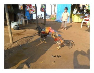 Cockfight
 