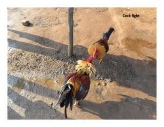 Cockfight
 