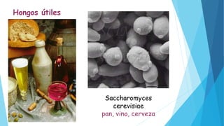 Saccharomyces
cerevisiae
pan, vino, cerveza
Hongos útiles
 