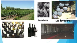 Las levaduraslevaduras
 