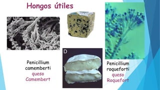 Penicillium
camemberti
queso
Camembert
Hongos útiles
Penicillium
roqueforti
queso
Roquefort
 