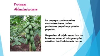 Proteasas
Ablandan la carne
La papaya contiene altas
concentraciones de las
proteasas papaína y quimio
papaína.
Degradan el tejido conectivo de
la carne, como el colágeno y la
elastina, haciéndola más tierna.
 