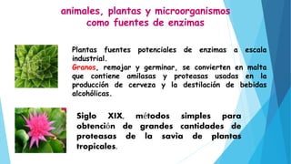 Plantas fuentes potenciales de enzimas a escala
industrial.
Granos, remojar y germinar, se convierten en malta
que contiene amilasas y proteasas usadas en la
producción de cerveza y la destilación de bebidas
alcohólicas.
Siglo XIX, métodos simples para
obtención de grandes cantidades de
proteasas de la savia de plantas
tropicales.
animales, plantas y microorganismos
como fuentes de enzimas
 