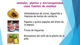 animales, plantas y microorganismos
como fuentes de enzimas
Ablandadores de carne, digestión y
limpieza de lentes de contacto.
Papaína y quimio papaína del árbol de
la papaya.
Ficina de higueras.
Bromelaina del tallo de la planta de la
piña.
 