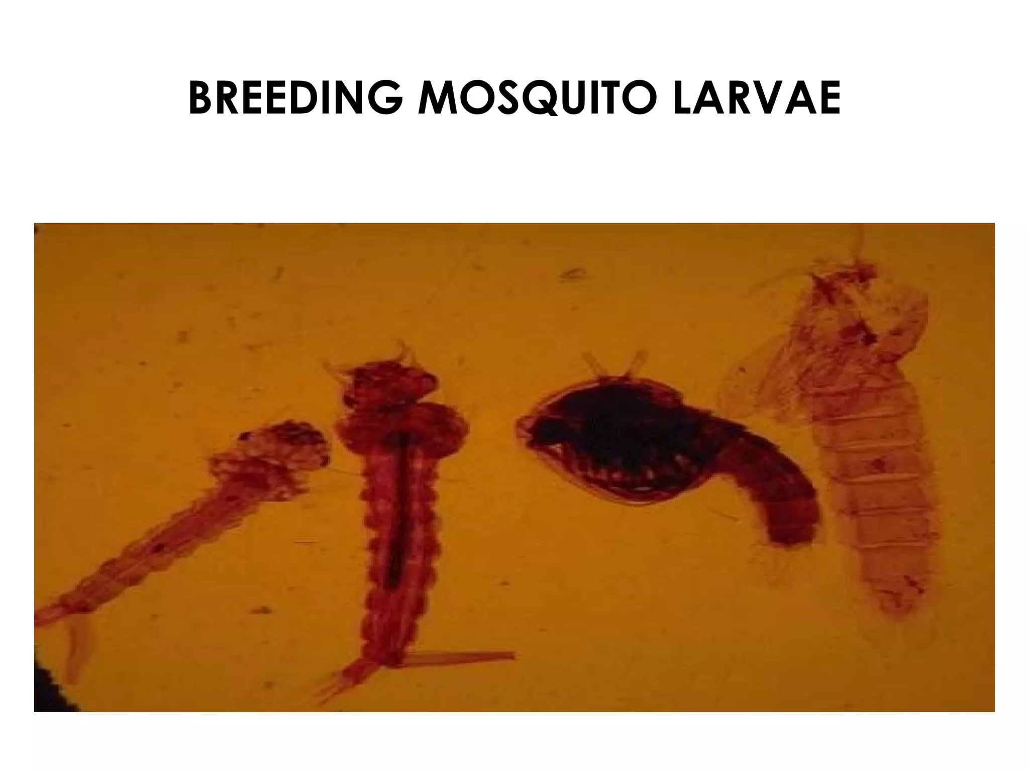 BREEDING MOSQUITO LARVAE
 