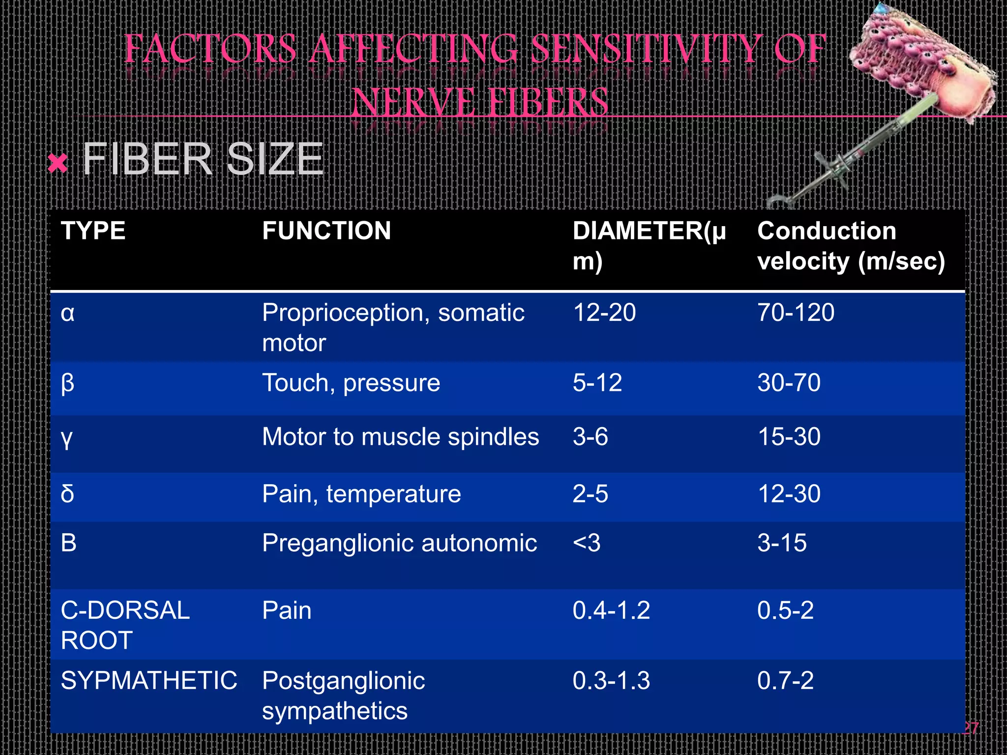 FACTORS AFFECTING SENSITIVITY OF
NERVE FIBERS
 FIBER SIZE
27
TYPE FUNCTION DIAMETER(μ
m)
Conduction
velocity (m/sec)
α Proprioception, somatic
motor
12-20 70-120
β Touch, pressure 5-12 30-70
γ Motor to muscle spindles 3-6 15-30
δ Pain, temperature 2-5 12-30
B Preganglionic autonomic <3 3-15
C-DORSAL
ROOT
Pain 0.4-1.2 0.5-2
SYPMATHETIC Postganglionic
sympathetics
0.3-1.3 0.7-2
 