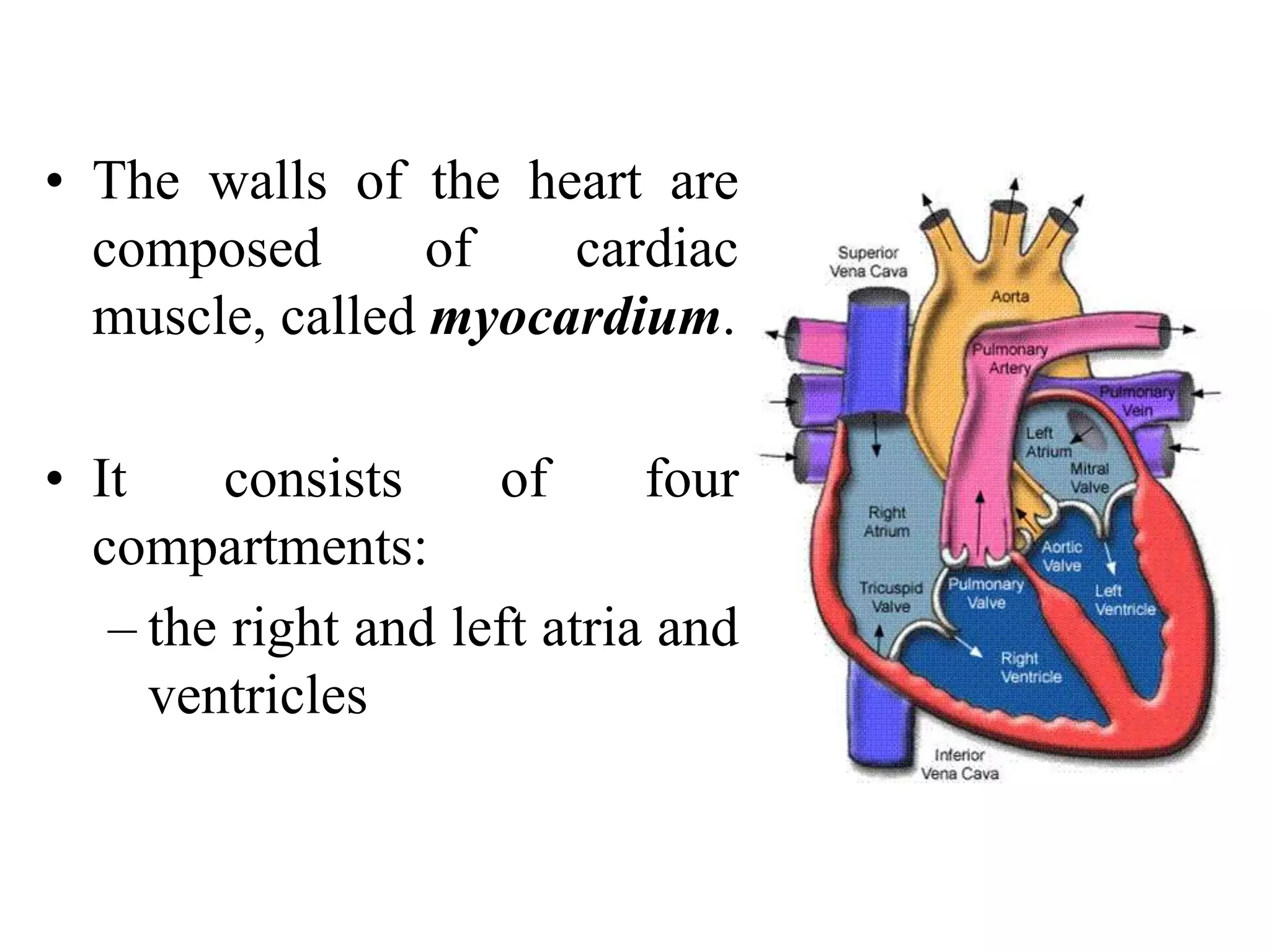 • The walls of the heart are
composed of cardiac
muscle, called myocardium.
• It consists of four
compartments:
– the right and left atria and
ventricles
 