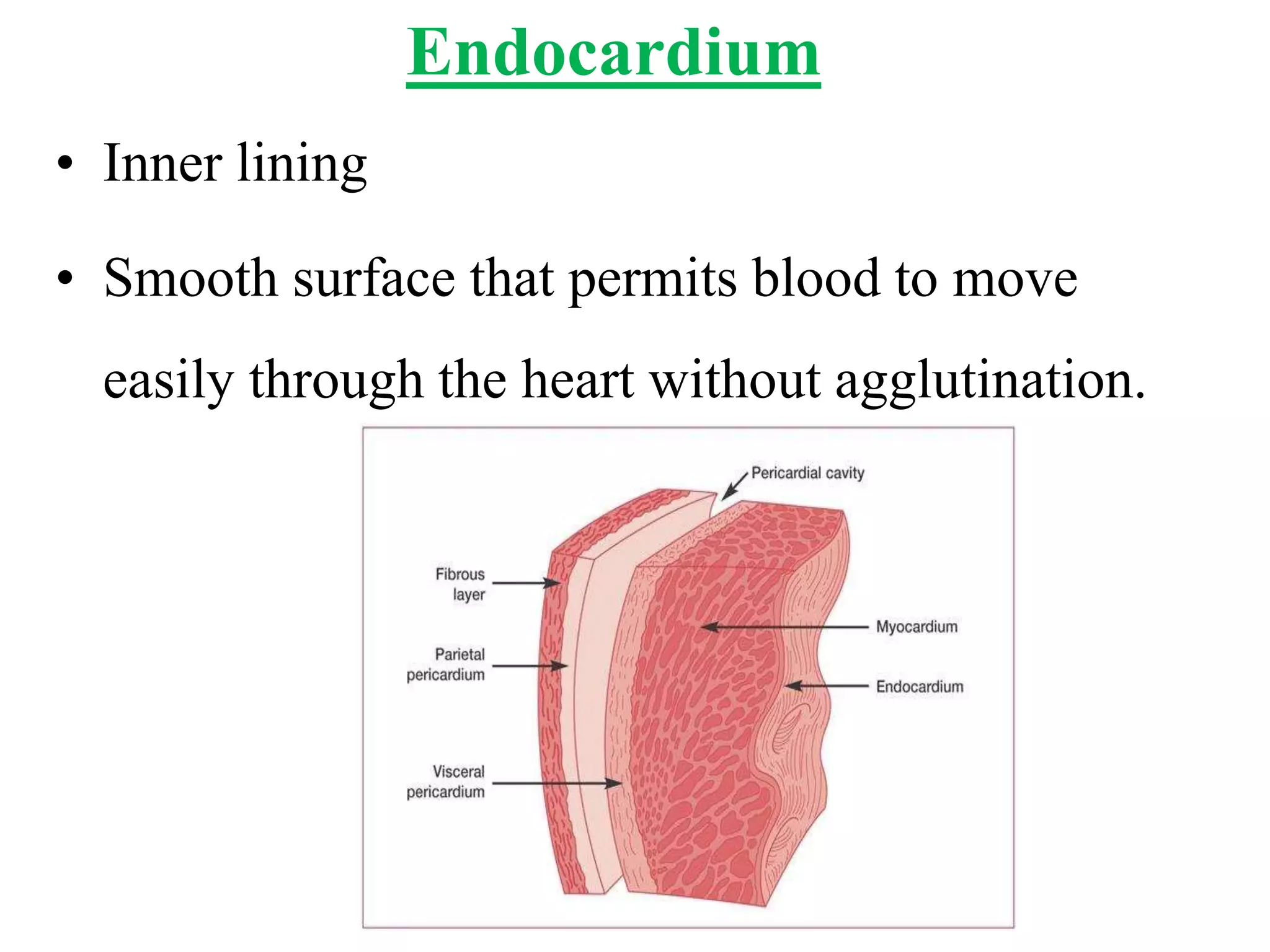 Endocardium
• Inner lining
• Smooth surface that permits blood to move
easily through the heart without agglutination.
 