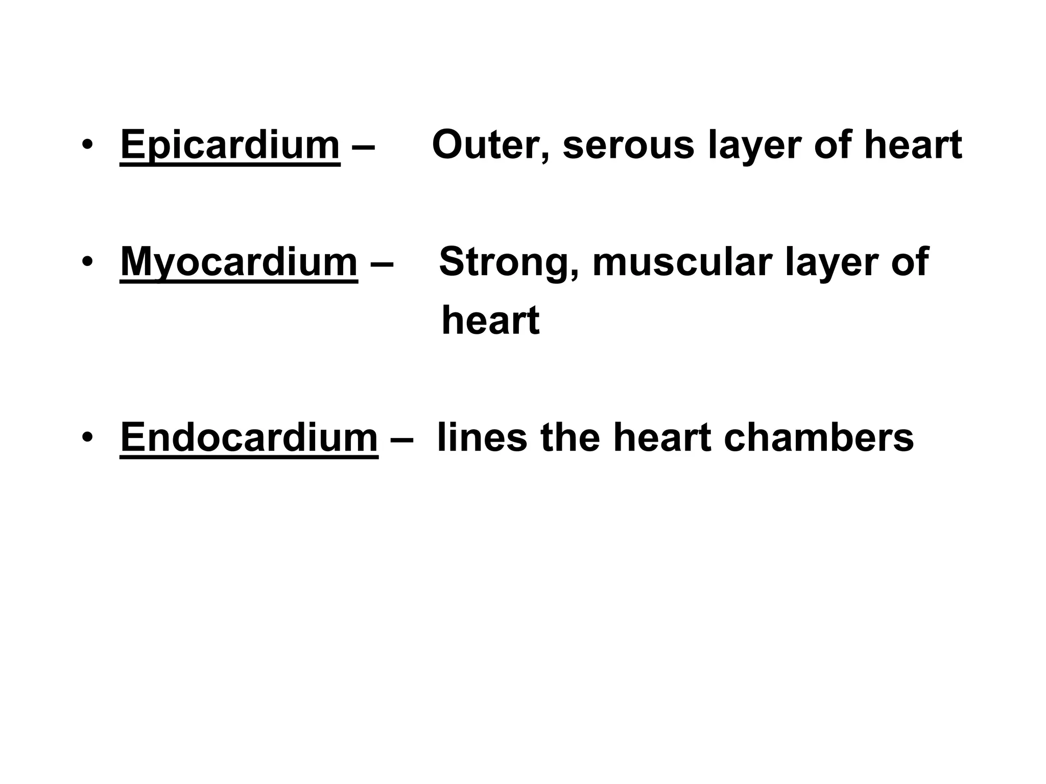 • Epicardium – Outer, serous layer of heart
• Myocardium – Strong, muscular layer of
heart
• Endocardium – lines the heart chambers
 