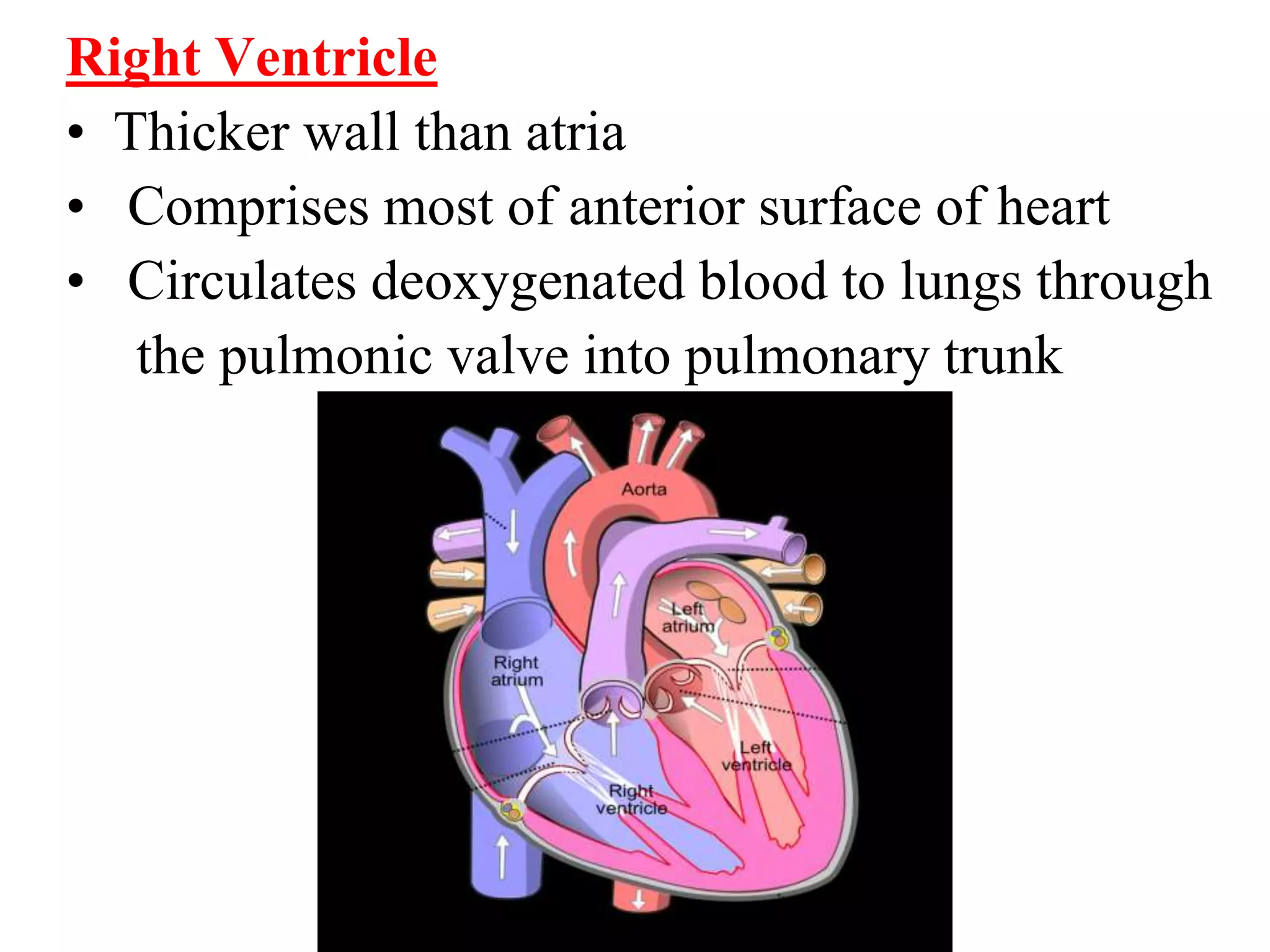 Right Ventricle
• Thicker wall than atria
• Comprises most of anterior surface of heart
• Circulates deoxygenated blood to lungs through
the pulmonic valve into pulmonary trunk
 