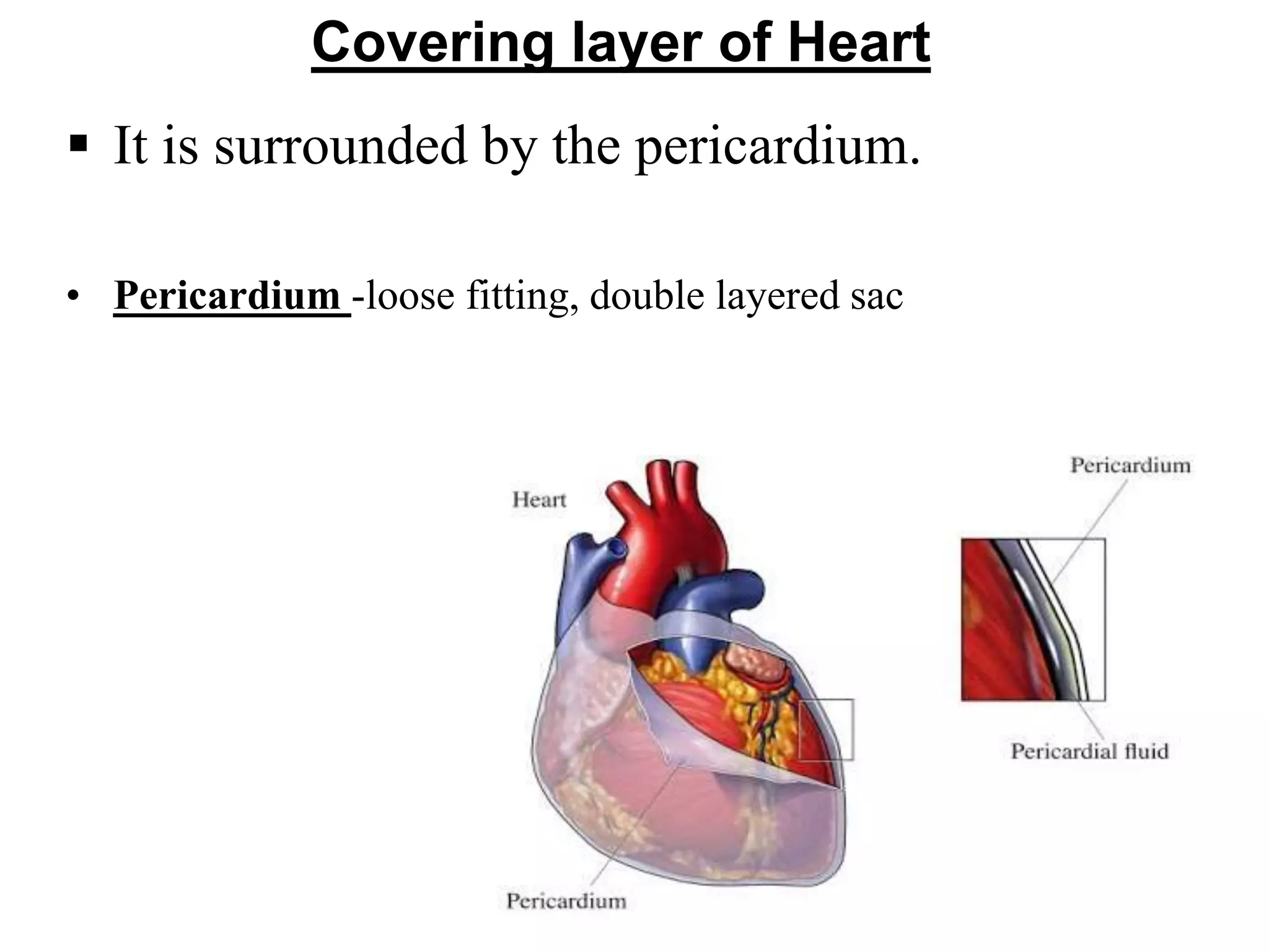  It is surrounded by the pericardium.
• Pericardium -loose fitting, double layered sac
Covering layer of Heart
 