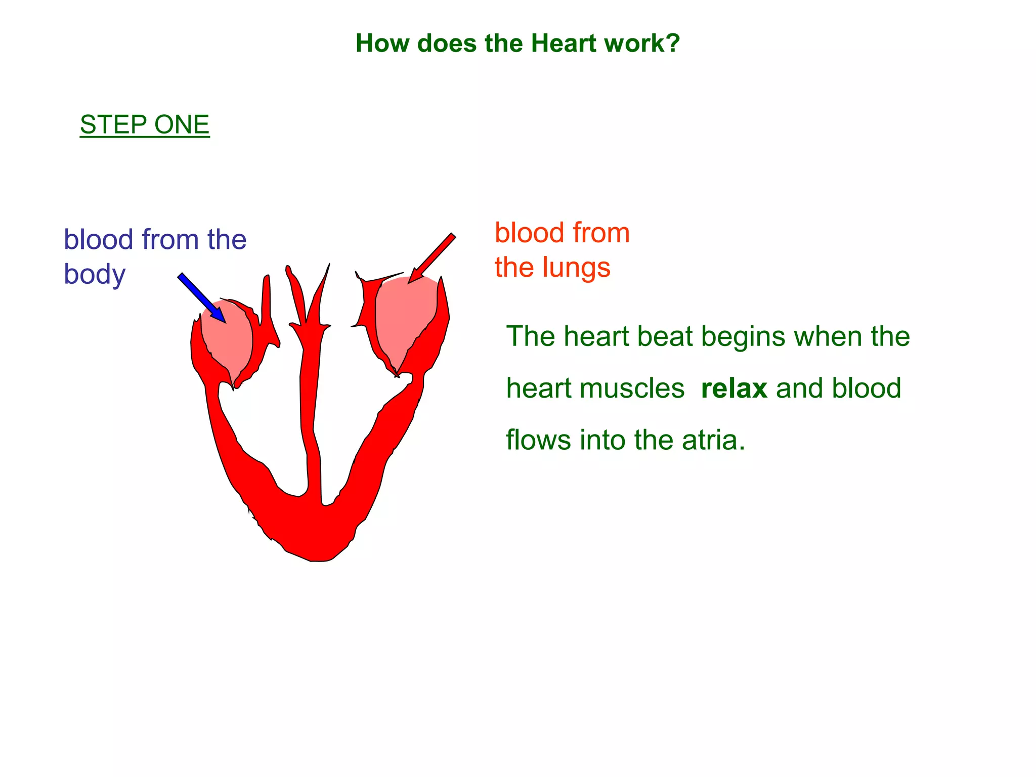 How does the Heart work?
blood from the
body
blood from
the lungs
The heart beat begins when the
heart muscles relax and blood
flows into the atria.
STEP ONE
 