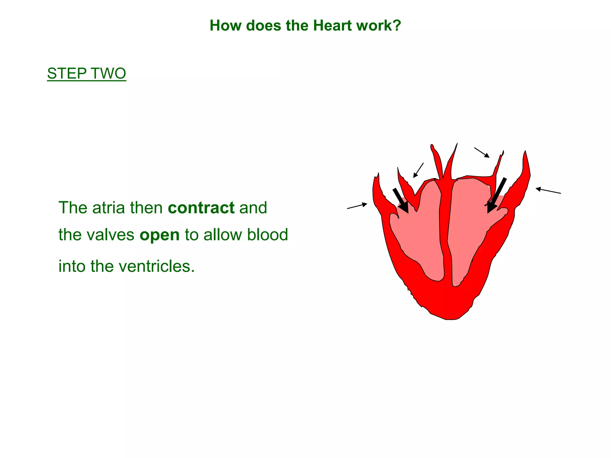 The atria then contract and
the valves open to allow blood
into the ventricles.
How does the Heart work?
STEP TWO
 