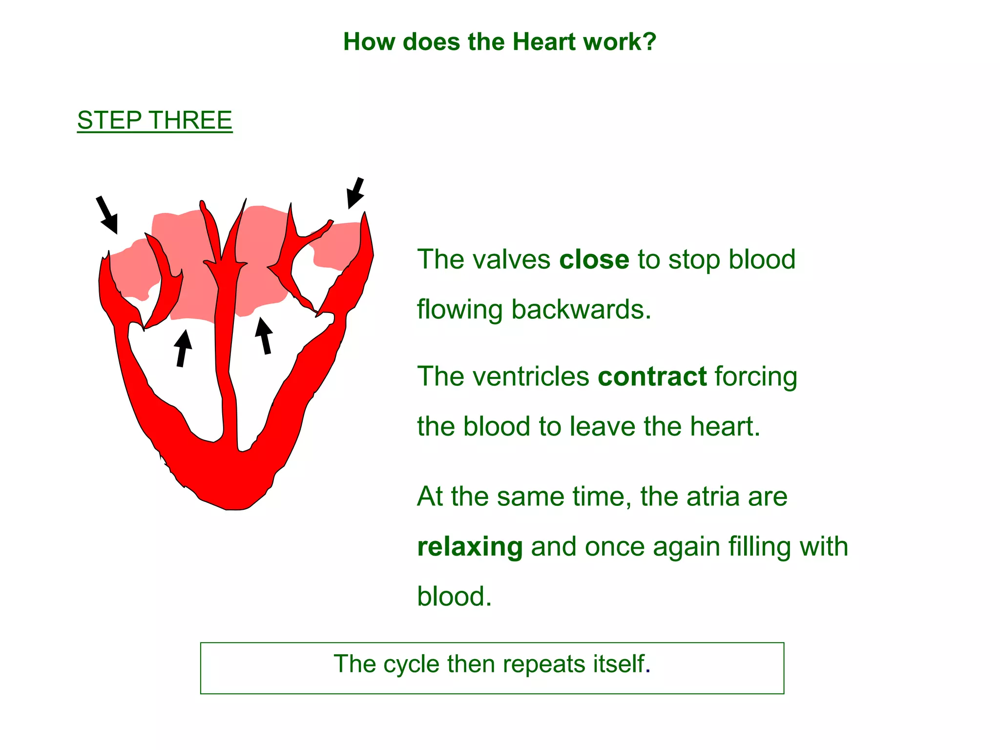 How does the Heart work?
The valves close to stop blood
flowing backwards.
The ventricles contract forcing
the blood to leave the heart.
At the same time, the atria are
relaxing and once again filling with
blood.
The cycle then repeats itself.
STEP THREE
 