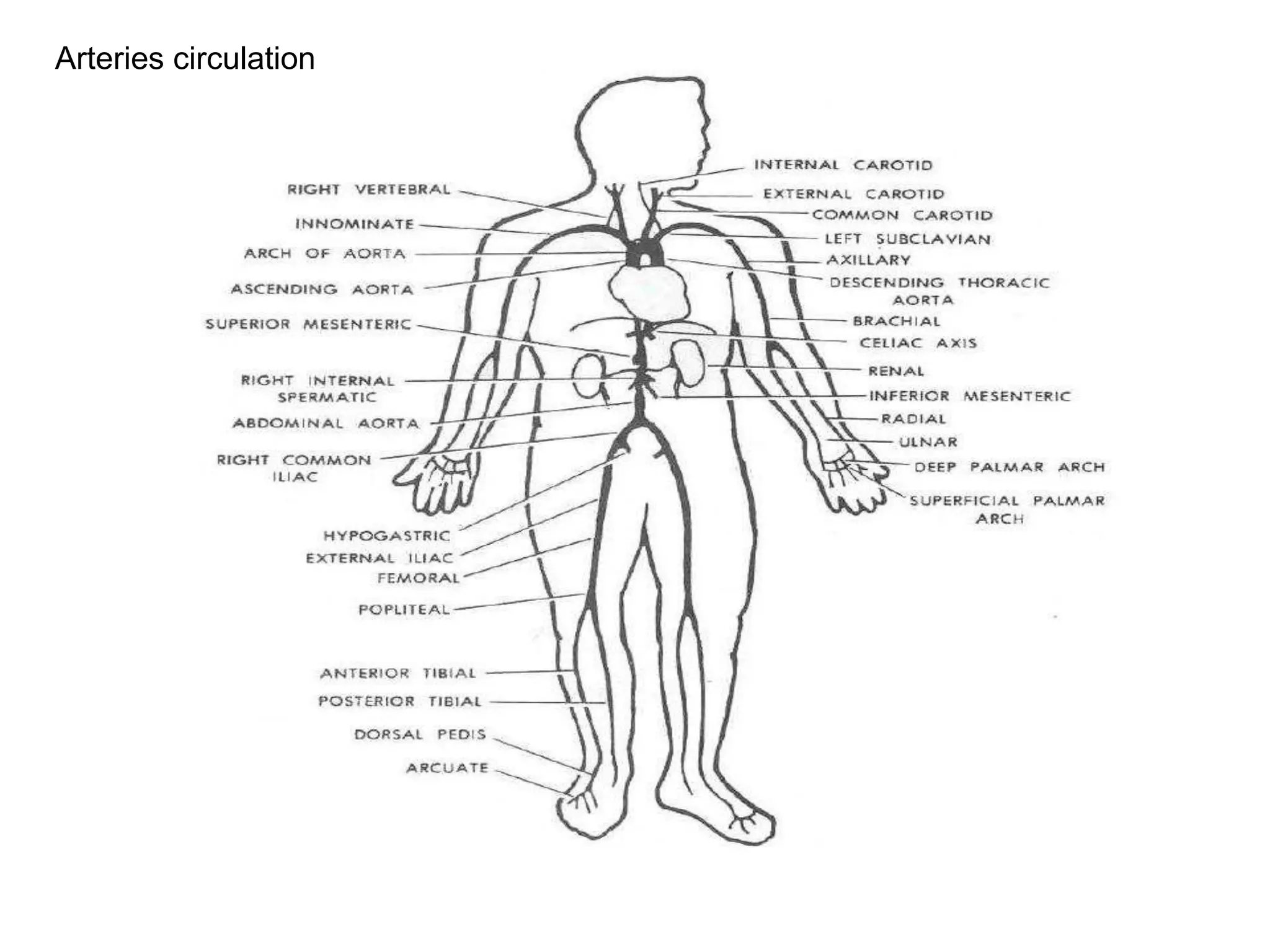 Arteries circulation
 