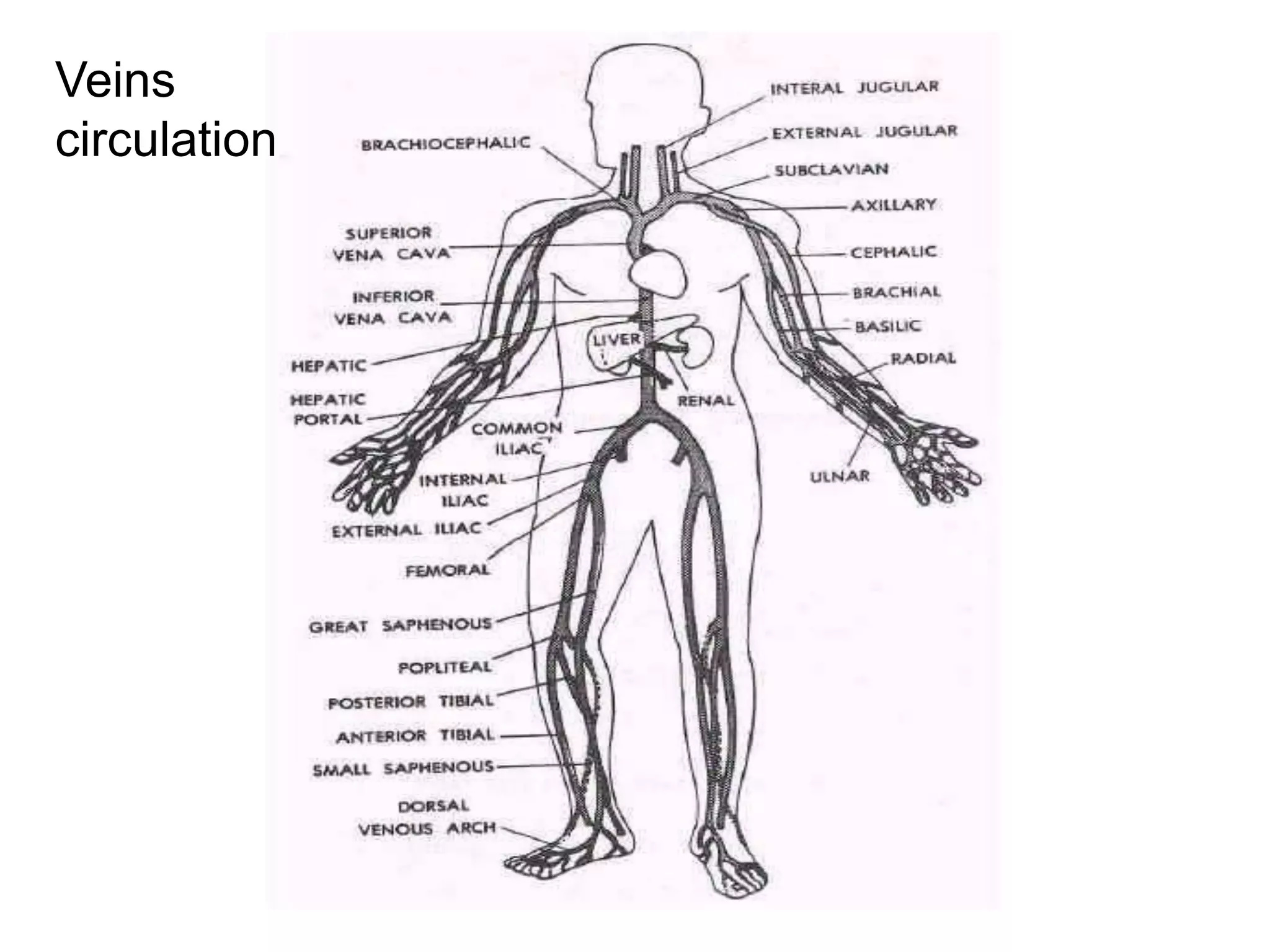 Veins
circulation
 