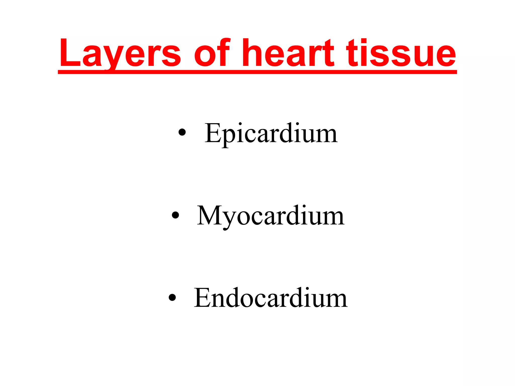 Layers of heart tissue
• Epicardium
• Myocardium
• Endocardium
 