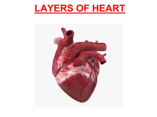 LAYERS OF HEART
 