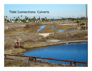 Tidal Connections: Culverts
 
