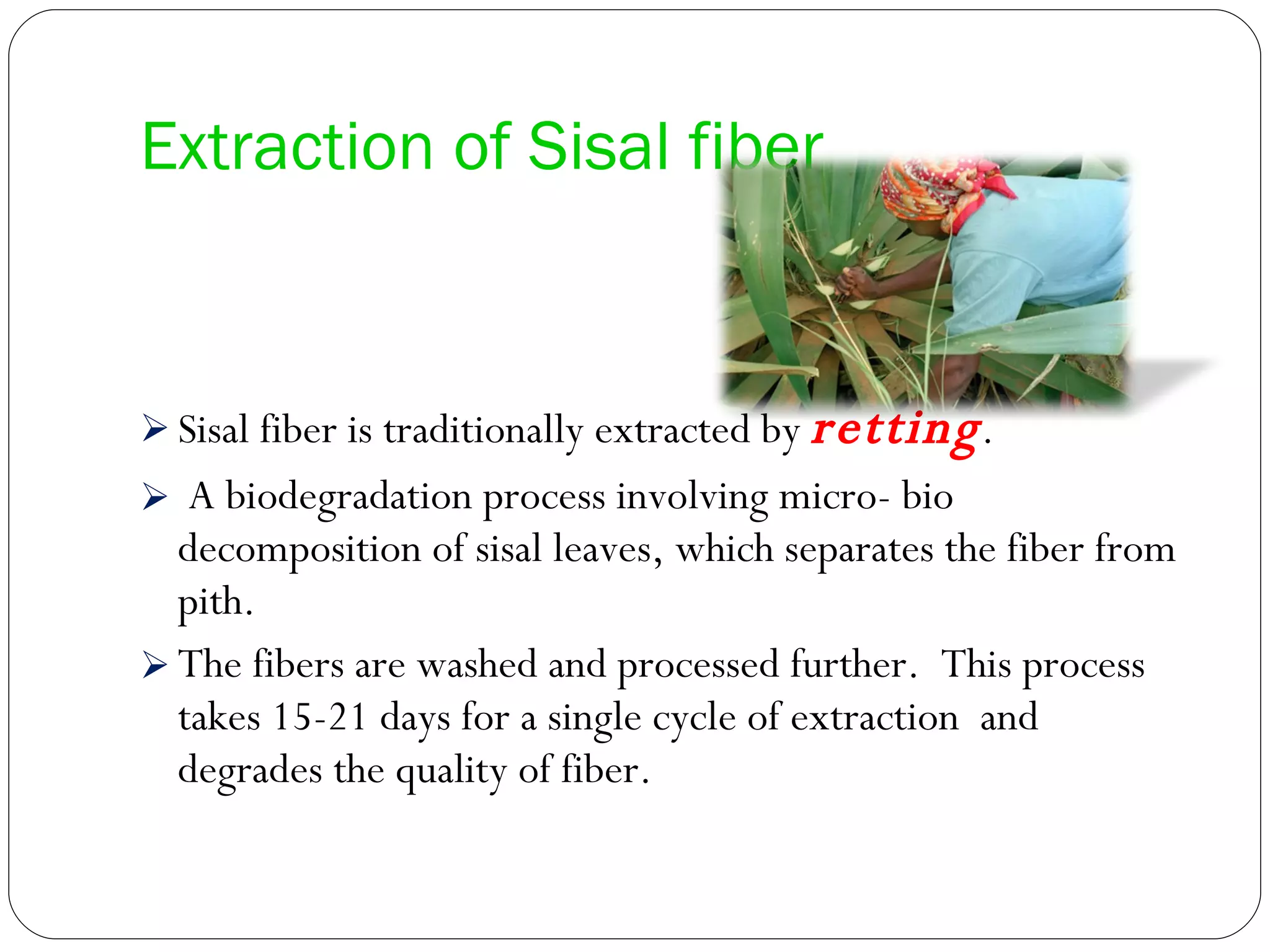 Extraction of Sisal fiber Sisal fiber is traditionally extracted by  retting . A biodegradation process involving micro- bio decomposition of sisal leaves, which separates the fiber from pith.  The fibers are washed and processed further.  This process takes 15-21 days for a single cycle of extraction  and degrades the quality of fiber. 