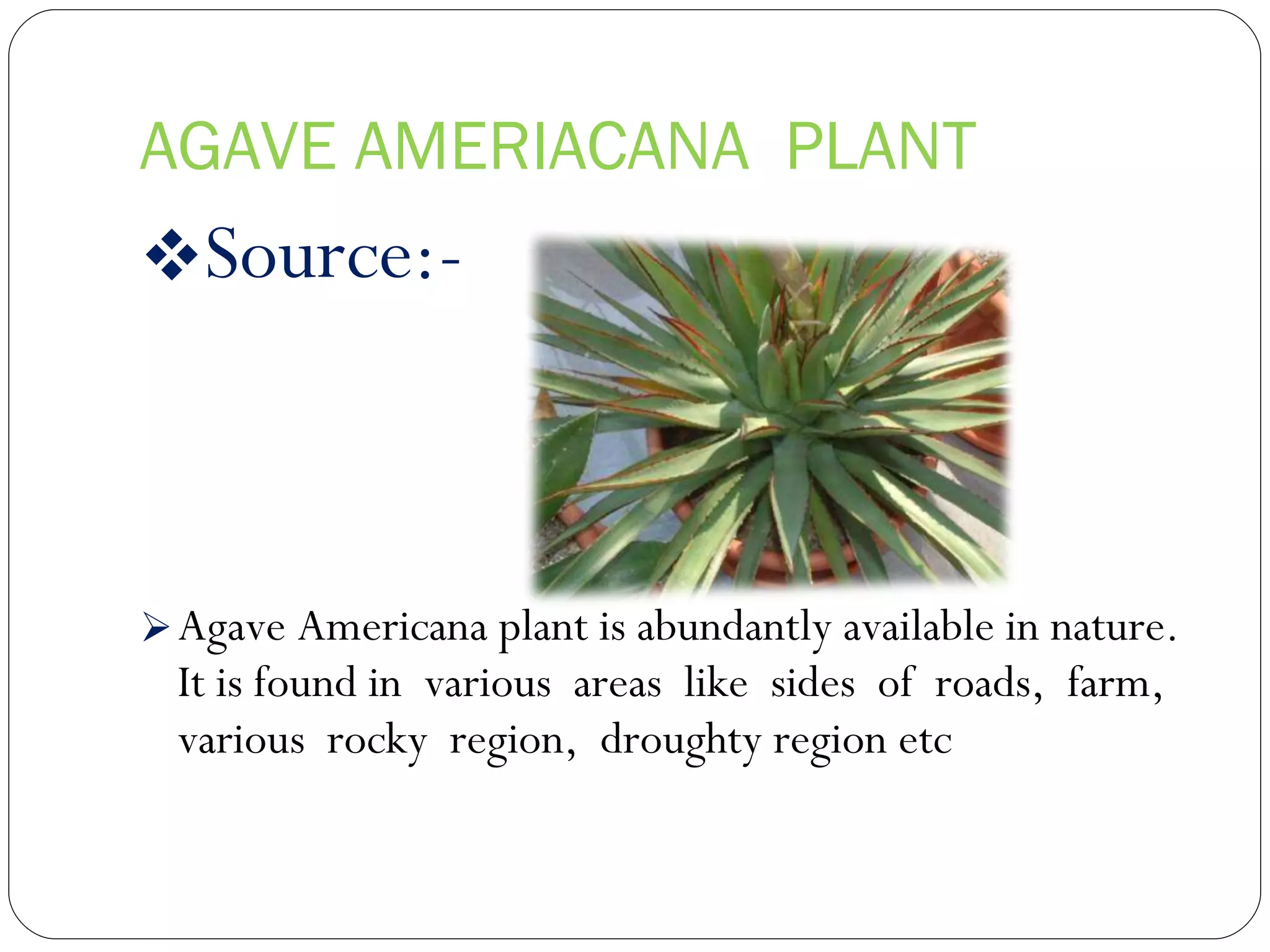 AGAVE AMERIACANA  PLANT Source:- Agave Americana plant is abundantly available in nature. It is found in  various  areas  like  sides  of  roads,  farm,  various  rocky  region,  droughty region etc 