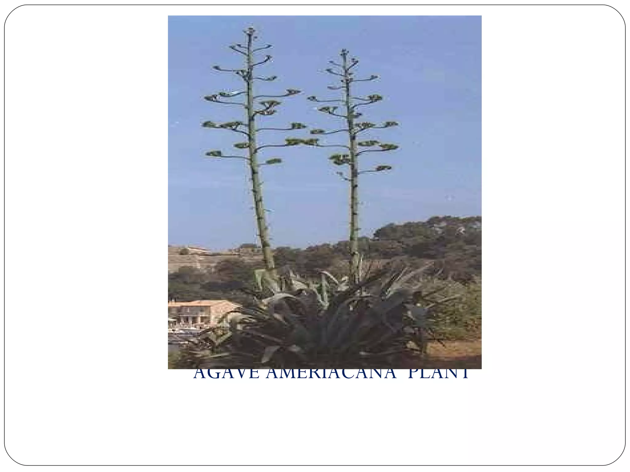 AGAVE AMERIACANA  PLANT 